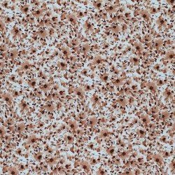 Jersey Cotton Fabric Digital Print - Filler Flower Light Brown