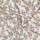 Cotton Poplin Digital Print - Natural Branches Brown Cotton Poplin Digital Print - Natural Branches Brown