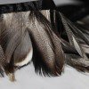 Nastro Di Piume 10cm Anatra